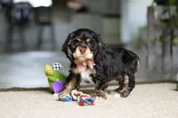Hazel, a female Cocker Spaniel for sale in Baltic, OH – Photo 2 of 5