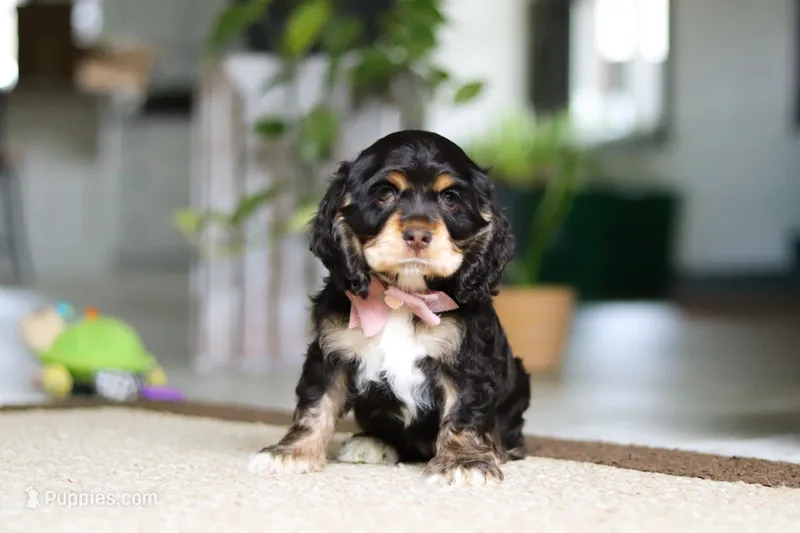 Hazel – Cocker Spaniel puppy for sale in Baltic, OH