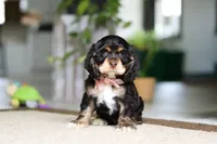Hazel, a female Cocker Spaniel for sale in Baltic, OH – Photo 1 of 5