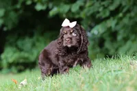 Ava, a female Cocker Spaniel for sale in Baltic, OH – 7 of 8