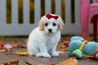 Lily, a female Cavachon for sale in Baltic, OH – 6 of 9