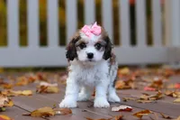 Bella, a female Cavachon for sale in Baltic, OH – 7 of 9