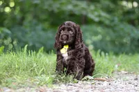 Leo, a male Cocker Spaniel for sale in Baltic, OH – 4 of 6