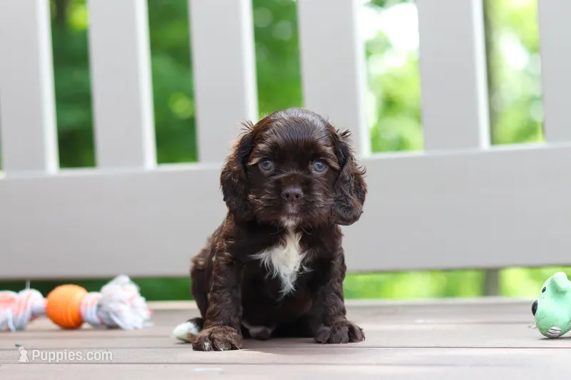 ollie – Cocker Spaniel puppy for sale in Baltic, OH