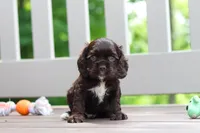 ollie, a male Cocker Spaniel for sale in Baltic, OH – 1 of 5
