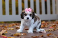 Bella, a female Cavachon for sale in Baltic, OH – 5 of 9