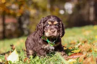 Ethan, a male Cocker Spaniel for sale in Baltic, OH – Photo 2 of 6