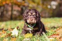 Ethan, a male Cocker Spaniel for sale in Baltic, OH – Photo 5 of 6