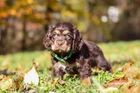 Ethan, a male Cocker Spaniel for sale in Baltic, OH – Photo 1 of 6