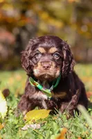 Ethan, a male Cocker Spaniel for sale in Baltic, OH – Photo 6 of 6