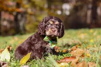 Ethan, a male Cocker Spaniel for sale in Baltic, OH – Photo 3 of 6