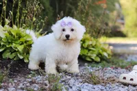 Clover, a female Bichon Frise for sale in Baltic, OH – 4 of 6