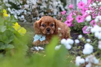 Holden, a male Cavalier King Charles Spaniel for sale in Baltic, OH – 7 of 9