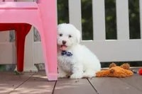 Frankie, a male Bichon Frise for sale in Baltic, OH – 2 of 6