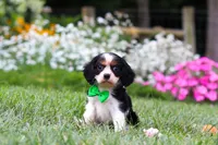 Cooper, a male Cavalier King Charles Spaniel for sale in Baltic, OH – 1 of 8