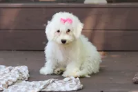 Sunny, a female Bichon Frise for sale in Baltic, OH – 5 of 7