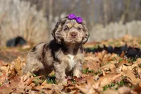 Haley, a female Cocker Spaniel for sale in Baltic, OH – Photo 5 of 5