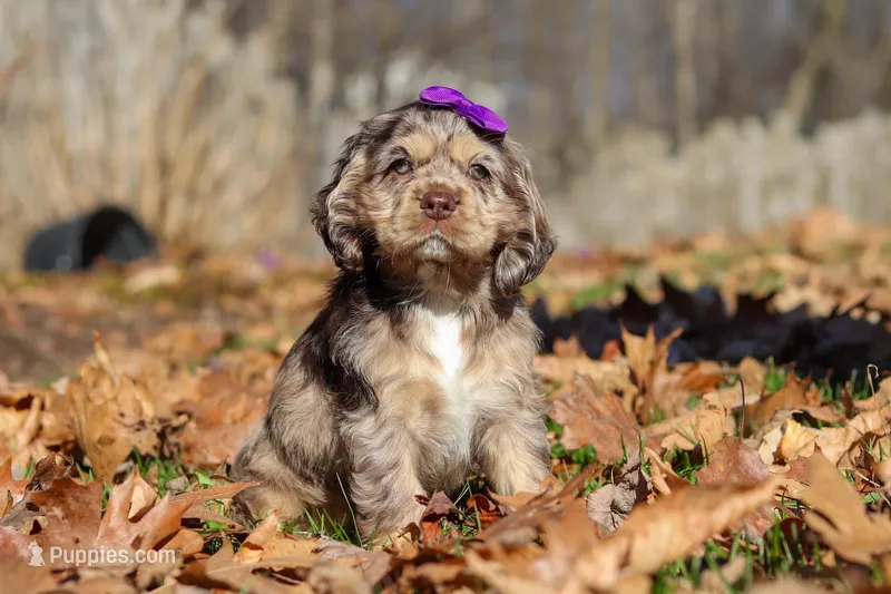 Haley – Cocker Spaniel puppy for sale in Baltic, OH
