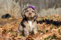 Haley, a female Cocker Spaniel for sale in Baltic, OH – Photo 1 of 5