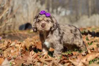 Haley, a female Cocker Spaniel for sale in Baltic, OH – Photo 2 of 5