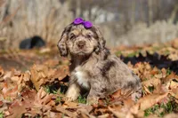 Haley, a female Cocker Spaniel for sale in Baltic, OH – Photo 4 of 5