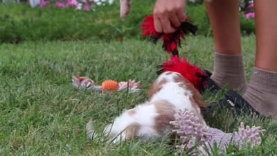 Finley, a female Cavalier King Charles Spaniel for sale in Baltic, OH – 9 of 9