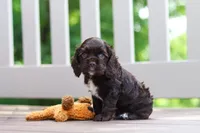 ollie, a male Cocker Spaniel for sale in Baltic, OH – 2 of 5