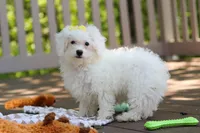 Aspen, a female Bichon Frise for sale in Baltic, OH – 4 of 4