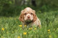 Lace, a female Cocker Spaniel for sale in Baltic, OH – 3 of 6