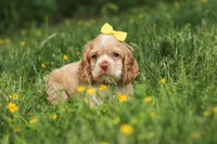 Lace, a female Cocker Spaniel for sale in Baltic, OH – 5 of 6