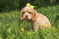 Lace, a female Cocker Spaniel for sale in Baltic, OH – 2 of 6