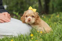 Lace, a female Cocker Spaniel for sale in Baltic, OH – 1 of 6