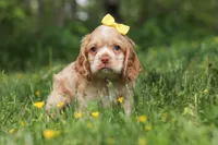 Lace, a female Cocker Spaniel for sale in Baltic, OH – 4 of 6