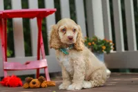 Theo, a male Cocker Spaniel for sale in Baltic, OH – 2 of 5
