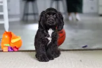 Jace, a male Cocker Spaniel for sale in Baltic, OH – 5 of 7