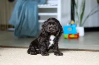 Jasper, a male Cocker Spaniel for sale in Baltic, OH – Photo 4 of 5