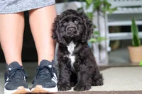 Jace, a male Cocker Spaniel for sale in Baltic, OH – 6 of 7