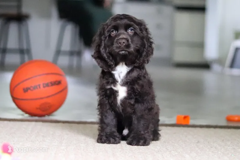Jace – Cocker Spaniel puppy for sale in Baltic, OH