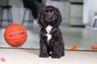 Jace, a male Cocker Spaniel for sale in Baltic, OH – 1 of 7