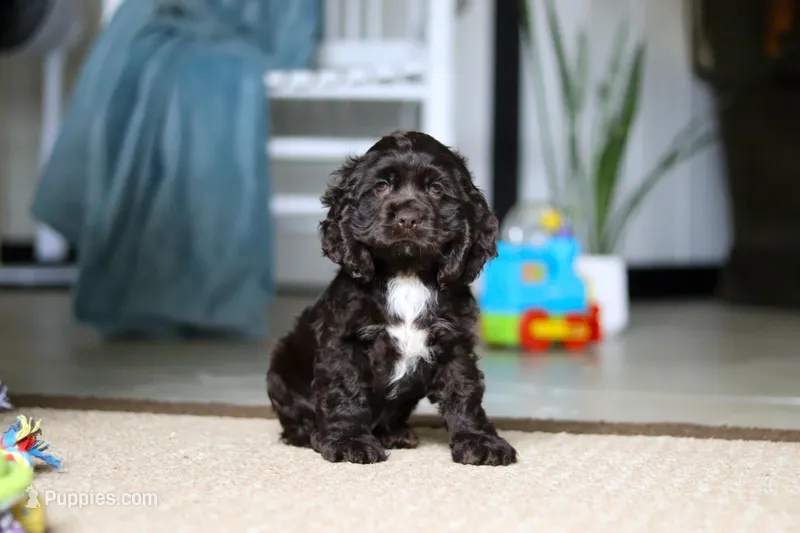 Jasper – Cocker Spaniel puppy for sale in Baltic, OH