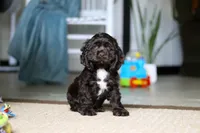 Jasper, a male Cocker Spaniel for sale in Baltic, OH – Photo 1 of 5