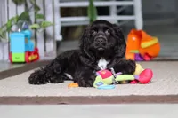 Jace, a male Cocker Spaniel for sale in Baltic, OH – 7 of 7