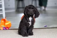 Jace, a male Cocker Spaniel for sale in Baltic, OH – 2 of 7