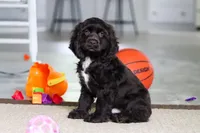 Jace, a male Cocker Spaniel for sale in Baltic, OH – 4 of 7