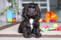 Jace, a male Cocker Spaniel for sale in Baltic, OH – 3 of 7