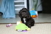 Jasper, a male Cocker Spaniel for sale in Baltic, OH – Photo 2 of 5
