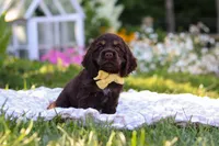 Archie, a male Cocker Spaniel for sale in Baltic, OH – 5 of 9