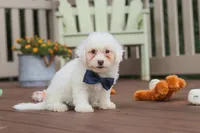 Oliver, a male Bichon Frise for sale in Baltic, OH – 5 of 7