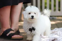 Echo, a male Bichon Frise for sale in Baltic, OH – 8 of 8