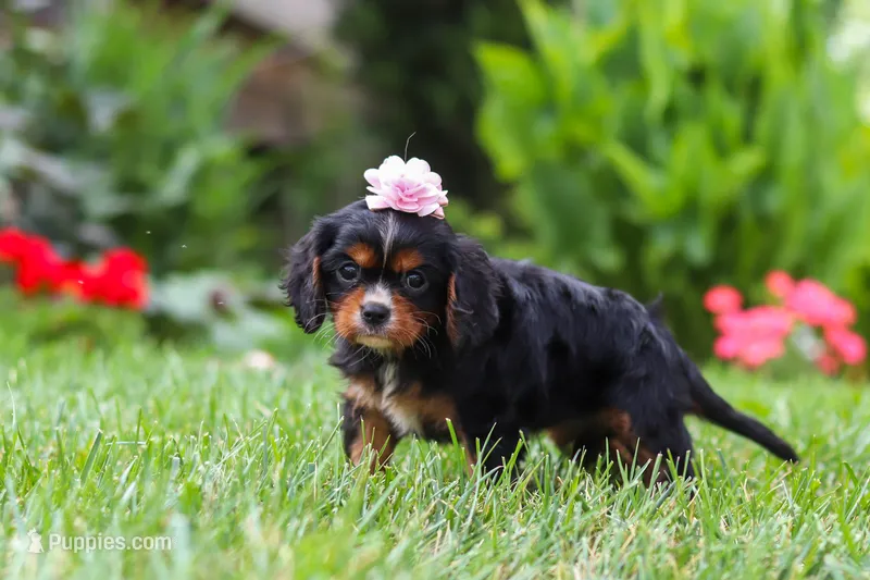 Sophia – Cavalier King Charles Spaniel puppy for sale in Baltic, OH
